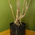 Realistic 125cm Dragon Plant Tree Artificial Natural Look