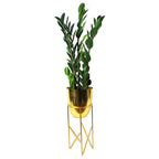 75cm Artificial Zanzibar Green Gem Zamioculcas Succulent Indoor Plant with Leaf Detail