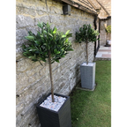 120cm (4ft) Plain Natural Trunk Artificial Topiary Bay Laurel Ball Tree
