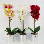 Red Orchid: Realistic, Silver Pot