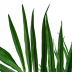 130cm Silk Kentia Palm