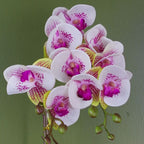 48cm Harlequin Orchid Artificial - Pink/Gold, Real Touch Leaves, Wired Stems