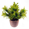 22cm Honey Plant Light Green in Terracotta Pot