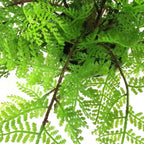 Realistic 30cm Artificial Potted Lady Fern - Foliage in Plastic Weighted Pot