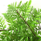 Realistic 30cm Artificial Southern Wood Fern - Potted Plant