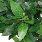 Pair of 120cm (4ft) Plain Stem Artificial Topiary Bay Laurel Ball Trees with Bushes Detail