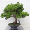 50cm Artificial Luxury Pine Bonsai Tree with Leaf Detail