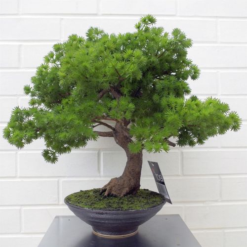 50cm Artificial Luxury Pine Bonsai Tree with Leaf Detail