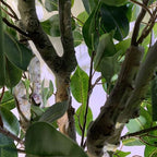 100cm Leaf Realistic Artificial Ficus Tree / Plant Bush Ficus