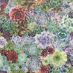 Succulent Living Wall Multi