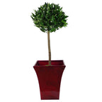 Pair of 90cm (3ft) Plain Stem Artificial Topiary Bay Laurel Ball Trees with Bushes Detail
