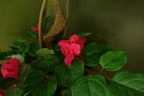 150cm Pink Japanese Artificial Silk Bougainvillea Tree