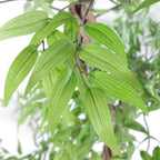 140cm Realistic Japanese Ficus Tree + Gold Metal Planter: Natural Trunk, Lifelike Leaves. for Any Space!
