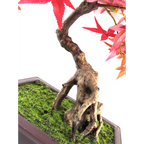 50cm Artificial Red Maple Bonsai Tree with Leaf Detail