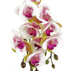 48cm Harlequin Orchid Artificial - Pink with Gold Pot