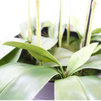 150cm Giant White Orchid Plant - Artificial - 189 Real Touch Flowers