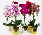 50cm Phalaenopsis Orchid Artificial - Red Leopard - Gold Pot in Gold