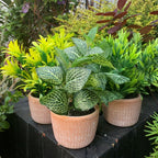 22cm Foliage Honey Plant - Dark Green in Terracotta Pot