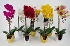 48cm Harlequin Orchid Artificial - Pink with Gold Pot