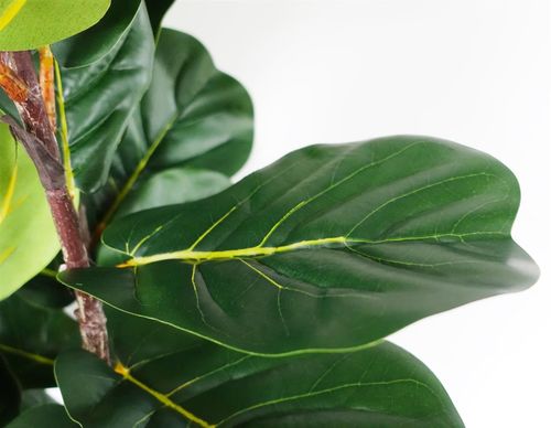 Leaf Fig Tree 180cm Artificial Fiddle