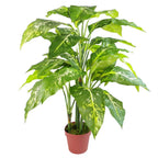 100cm Large Fox's Aglaonema Tree - Artificial Plant with Silver Metal Planter