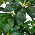 55cm Dark Green Artificial Schefflera Arboricola: Realistic, Safe