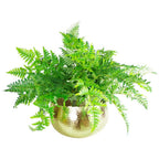32cm Metal Bowl Planter - Hammered Gold - Curvy Edge - XL Size