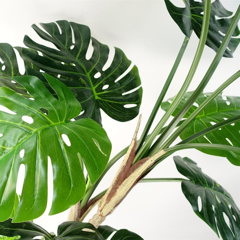Luxury 150cm (5ft) Monstera Cheese Plant - Realistic, " Description: "Experience the luxury of a realistic, 150cm Monstera Cheese Plant. Comes potted in a sleek black pot. addition to any space