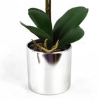 Red Orchid: Realistic, Silver Pot