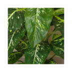 Lifelike 100cm Large Fox's Aglaonema Tree with Metal Planter - Artificial Plant