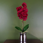 Deluxe Orchid: 46cm Red, Silver Pot