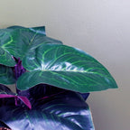 35cm Artificial Ficus Plant - Teal Blue Green Ceramic Planter