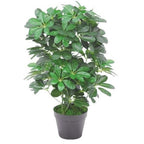 55cm Dark Green Artificial Schefflera Arboricola: Realistic, Safe
