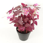 Realistic Purple Shamrock Pink Flowers Potted - Artificial Plant - 30cm Height