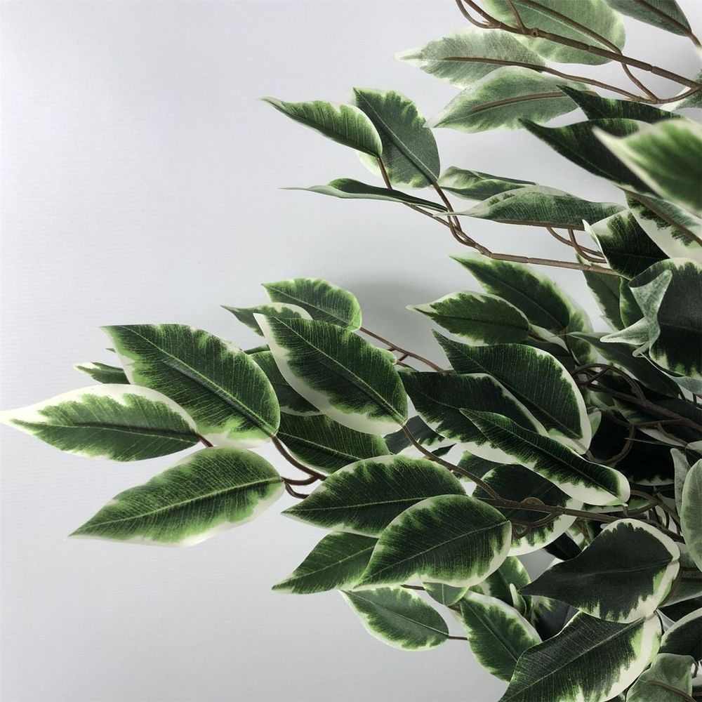 130cm Tall Variegated White and Green Bushy Ficus Tree