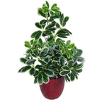 55cm Variegated Artificial Schefflera Arboricola Plant with Stunning Detail