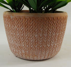 22cm Honey Plant - Dark Green in Terracotta Pot