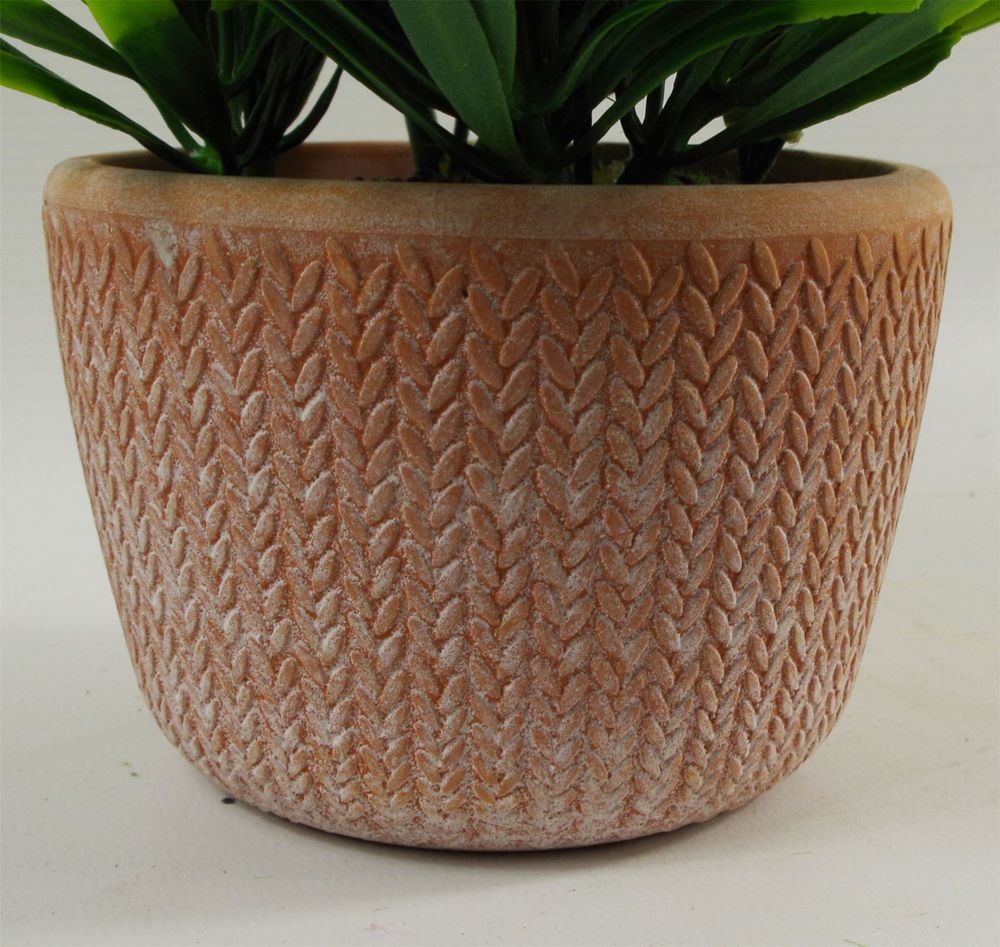 22cm Honey Plant - Dark Green in Terracotta Pot