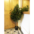 110cm Leaf Realistic Artificial Ficus Tree / Plant